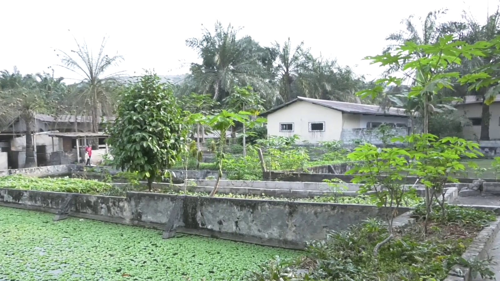 Vue d'ensemble de l'Institut Agronomique Ollandet avec des plantations aquatiques et des bâtiments en arrière-plan, pendant la visite de la Banque mondiale.
